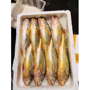 大陳黃魚(yú)